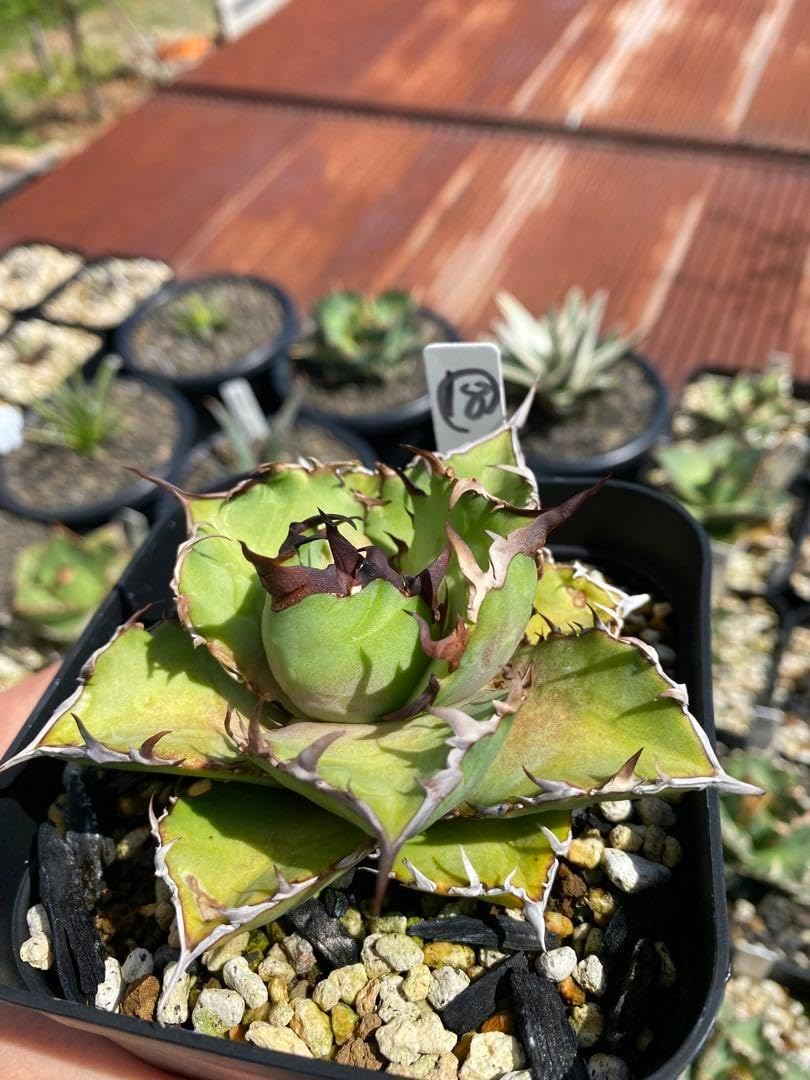 えーす アガベ　オテロイ実生 アガベ オテロイ 実生 オテロイ実生株 10株セット アガベ中株